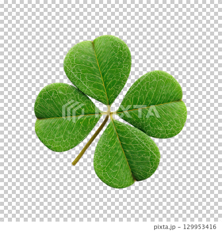 Four leaf clover with vibrant green heart shaped leaves and detailed vein patterns, symbolizing luck and natural beauty 129953416