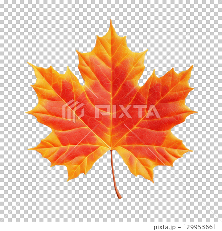 Bright red and orange maple leaf with detailed veins isolated on transparency background, showcasing vibrant autumn colors and natural texture 129953661
