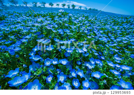 大阪市此花区 舞洲のネモフィラ畑 大阪市此花区 舞洲のネモフィラ畑 129953693