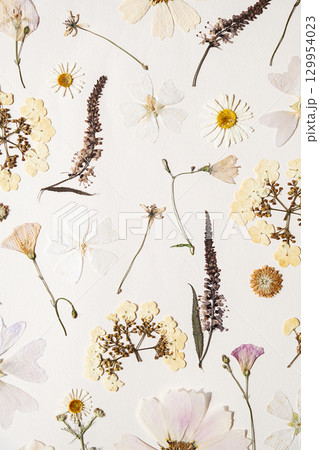 Various dried flowers arranged artistically on white background, forming natural, botanical pattern. 129954023