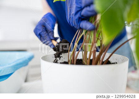 Close-up of person transplanting plant into pot. Close-up of person transplanting plant into pot. 129954028