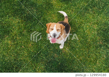 Adorable beagle dog sitting on green grass with eyes closed and tongue out, looking relaxed and joyful in a sunny outdoor moment 129954180