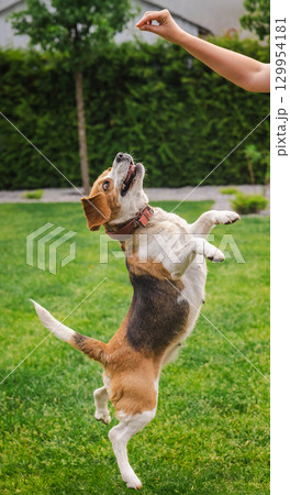 Beagle dog jumping on hind legs to reach a treat from a human hand, outdoors on green grass with trees in the background Beagle dog jumping on hind legs to reach a treat from a human hand, outdoors on green grass with trees in the background 129954181