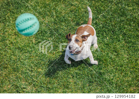 Energetic Jack Russell Terrier prepares to leap toward a flying green ball, eyes wide and mouth open in a playful expression on a sunny grassy lawn. Energetic Jack Russell Terrier prepares to leap toward a flying green ball, eyes wide and mouth open in a playful expression on a sunny grassy lawn. 129954182
