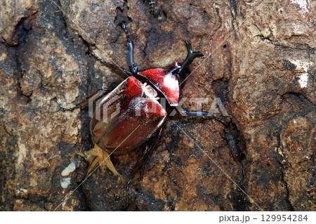 樹液を吸うカブトムシ 129954284