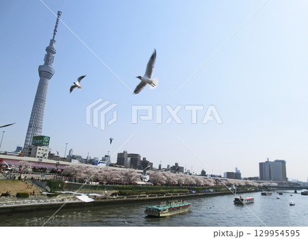 隅田公園と東京スカイツリー（東京都墨田区） 129954595