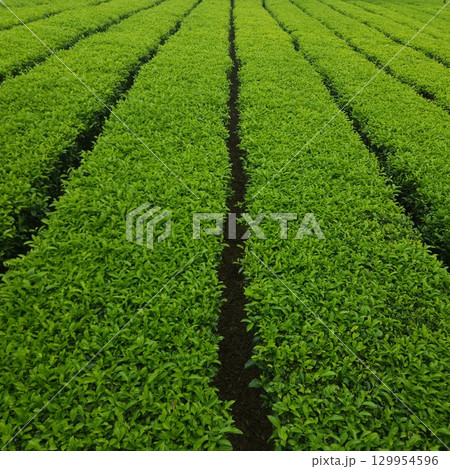 Lush Green Tea Plantation Rows 129954596