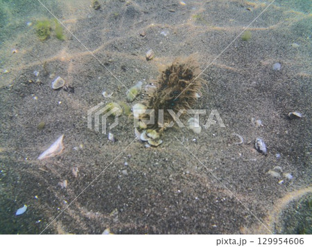 横浜海の公園の海底を這うウミウシ 横浜海の公園の海底を這うウミウシ 129954606