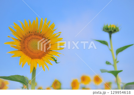 夏の青空に咲くひまわり 夏の青空に咲くひまわり 129954618