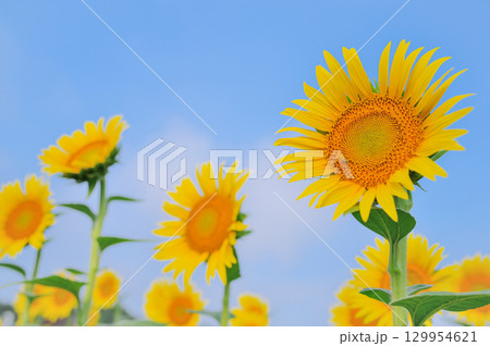 夏の青空に咲くひまわり 129954621