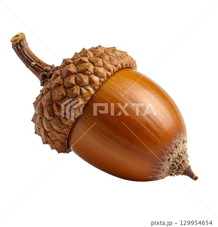 ドングリ 129954654