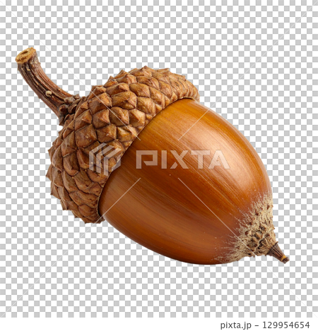 ドングリ 129954654