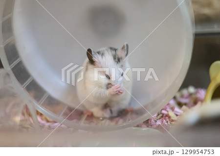 かわいいゴールデンハムスター(ダルメシアン) 129954753