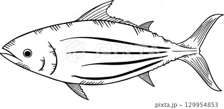 カツオのスケッチ モノクロイラスト カツオのスケッチ モノクロイラスト 129954853