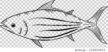 Sketch of bonito monochrome illustration Sketch of bonito monochrome illustration 129954853