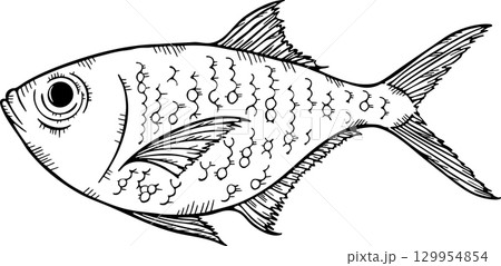 金目鯛のスケッチ モノクロイラスト 金目鯛のスケッチ モノクロイラスト 129954854