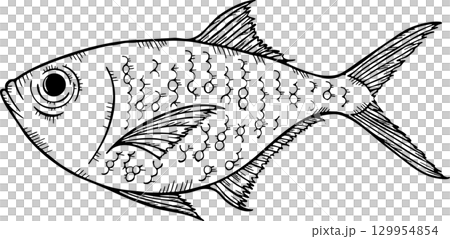 金目鯛のスケッチ モノクロイラスト 金目鯛のスケッチ モノクロイラスト 129954854