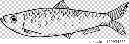 Herring sketch monochrome illustration 129954855