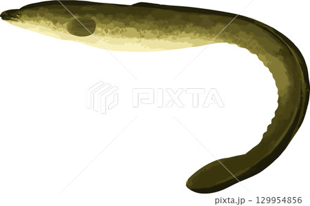 鰻の手描きイラスト 129954856
