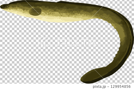 鰻の手描きイラスト 129954856