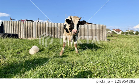 Cow in a grassy field under a clear blue sky Cow in a grassy field under a clear blue sky 129954892
