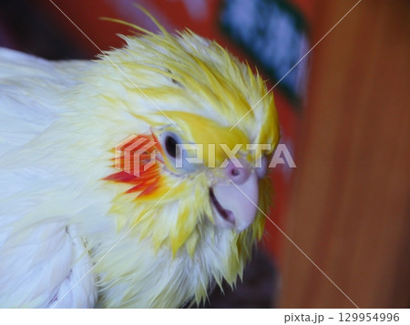 オカメインコ オカメ 鳥 129954996