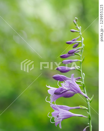 薄紫のコバギボウシの花 薄紫のコバギボウシの花 129955125