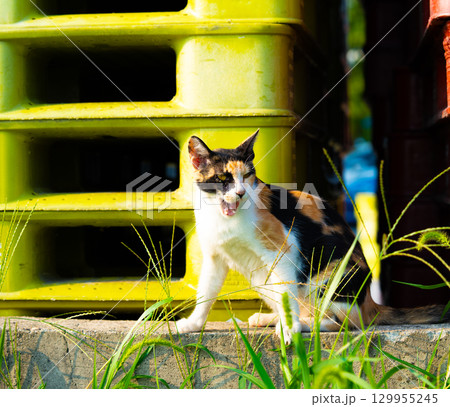 Adorable tricolor cat sits and looks to the side 129955245
