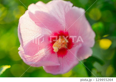 Mugunghwa, rose of the Sharon, hibiscus syriacus flower, South Korea. 129955264