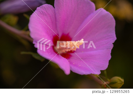Mugunghwa, rose of the Sharon, hibiscus syriacus flower, South Korea. Mugunghwa, rose of the Sharon, hibiscus syriacus flower, South Korea. 129955265
