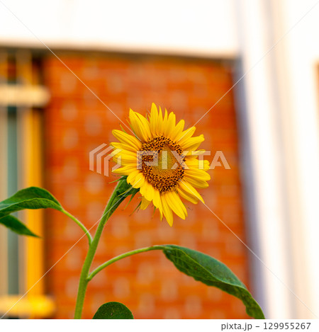 Bright Sunflower Flower: Close-up of a sunflower. Summer time. Helianthus annuus Bright Sunflower Flower: Close-up of a sunflower. Summer time. Helianthus annuus 129955267