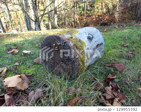 キノコの生える切り株 129955392