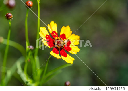 夏の日のハルシャギクと花粉だらけの花虻と 129955426