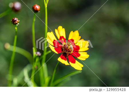 夏の日のハルシャギクと花粉だらけの花虻と 129955428