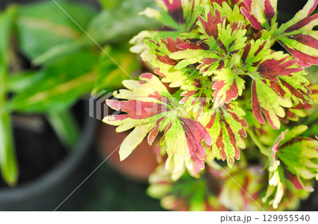 Coleus, Labiatae, Lamiaceae or Painted Nettle or Plectranthus scutellarioides or Solenostemon scutellarioides or bicolor plant 129955540