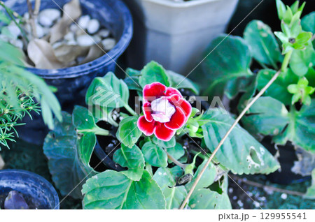 Gloxinia,  , Gesneriaceae or red flower or Sinningia speciosa 129955541