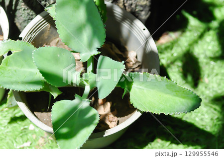 Bryophyllum pinnatum, Crassulaceae or Devils Backbone or Kalanchoe pinnata or Mother of Thousand or Kalanchoe laetivirens or Big Momma Bryophyllum pinnatum, Crassulaceae or Devils Backbone or Kalanchoe pinnata or Mother of Thousand or Kalanchoe laetivirens or Big Momma 129955546
