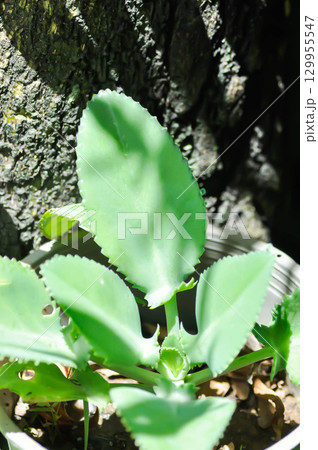 Bryophyllum pinnatum, Crassulaceae or Devils Backbone or Kalanchoe pinnata or Mother of Thousand or Kalanchoe laetivirens or Big Momma 129955547