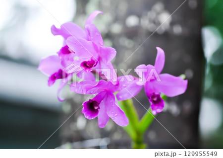 Cattleya or Cattleya lawrenceana, Sir Trevor Lawrences Cattleya or orchid or purple Cattleya Cattleya or Cattleya lawrenceana, Sir Trevor Lawrences Cattleya or orchid or purple Cattleya 129955549
