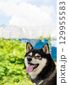 笑顔の柴犬 129955583