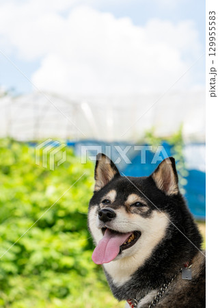 笑顔の柴犬 129955583