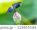 チョウトンボ 129955584