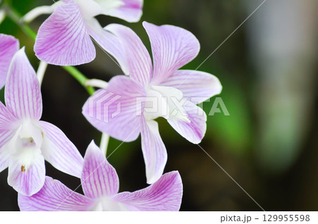 dendrobium,  Dendrobium Burana Stripe or Dendrobium Orchid Burana Pink Stripe or white and purple orchid flower 129955598