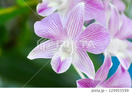 dendrobium, Dendrobium Burana Stripe or Dendrobium Orchid Burana Pink Stripe or white and purple orchid flower dendrobium, Dendrobium Burana Stripe or Dendrobium Orchid Burana Pink Stripe or white and purple orchid flower 129955599