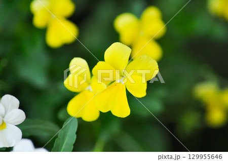 Yellow Pansy or Viola cornuta or Penny Yellow or Viola cornuta Penny Yellow or Pansies or Pansy or Viola or Viola cornuta or  Viola lutea or Viola x wittrockiana flower Yellow Pansy or Viola cornuta or Penny Yellow or Viola cornuta Penny Yellow or Pansies or Pansy or Viola or Viola cornuta or  Viola lutea or Viola x wittrockiana flower 129955646