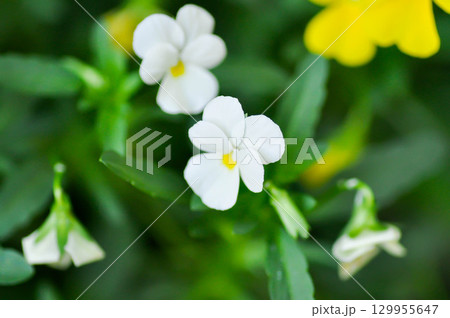 Pansies, Pansy or Viola or Viola cornuta or  Viola lutea or Viola x wittrockiana flower or white pansy flower 129955647