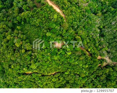 Top view green trees forest nature background 129955707