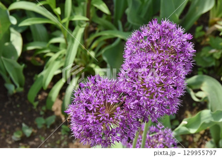 紫のアリウムの花　栃木 129955797