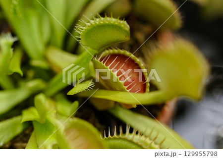 食虫植物 ハエトリソウ01 129955798