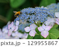 ガクアジサイにとまる蜂のクローズアップ 129955867